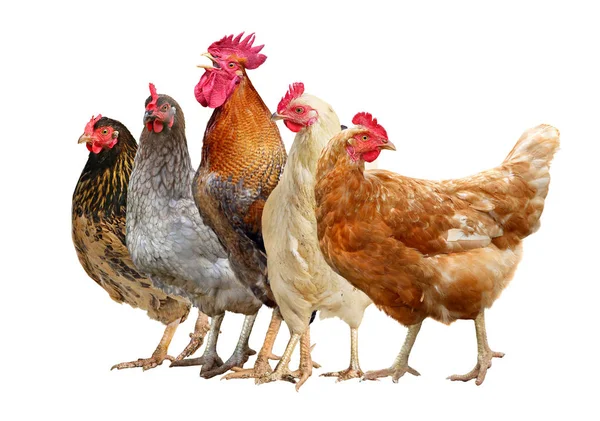 Hühner, Hahn und Henne isoliert auf weißem Hintergrund. — Stockfoto