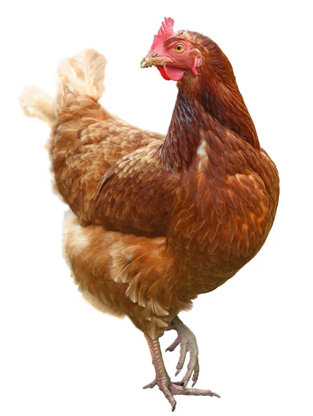 Bella gallina marrone isolata su sfondo bianco . — Foto Stock