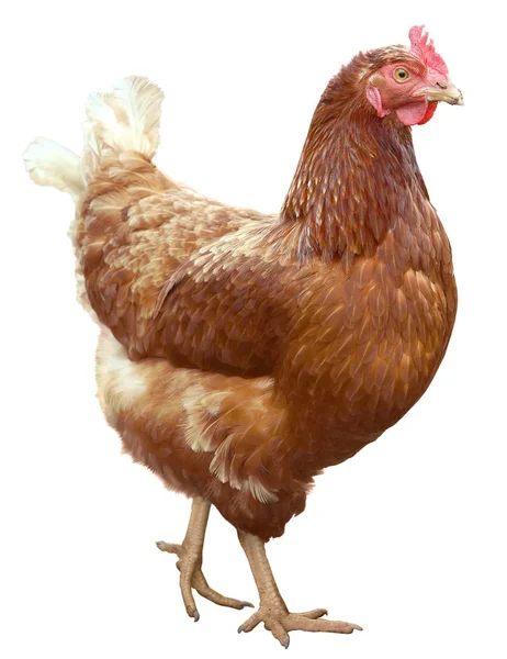Красивая коричневая курица на белом фоне . — стоковое фото