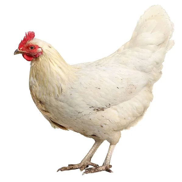 Schöne weiße Henne isoliert auf weißem Hintergrund. — Stockfoto