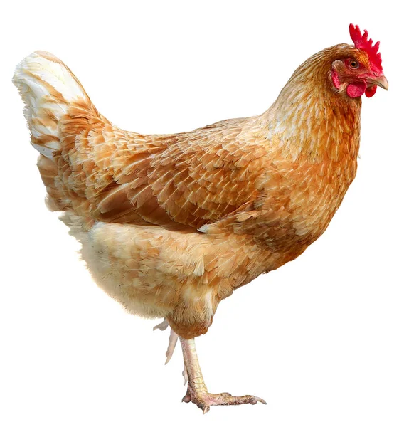 Bella gallina marrone isolata su sfondo bianco . — Foto Stock