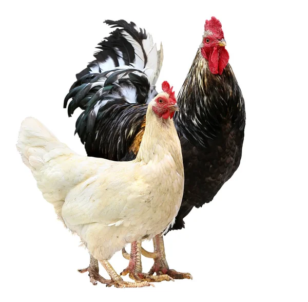 Rooster a Chickens. Volný výběh péro a slepice — Stock fotografie