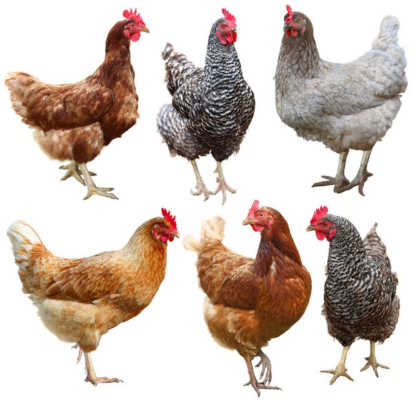 Set of chicken isolated on white background