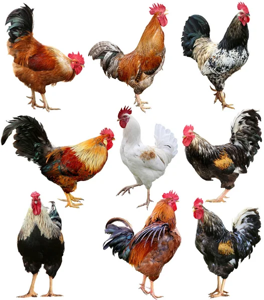 Zestaw kogut kogut kolorowy kurczak na białym tle na białym tle. — Zdjęcie stockowe