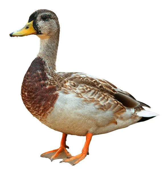 Mallard Duck met uitknippad. Kleurrijke wilde eend drake geïsoleerd op witte achtergrond — Stockfoto