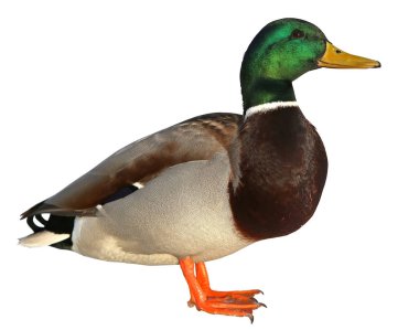 Kırpma yolu ile yeşilbaş ördek. Beyaz arka plan üzerinde izole renkli yaban ördeği drake