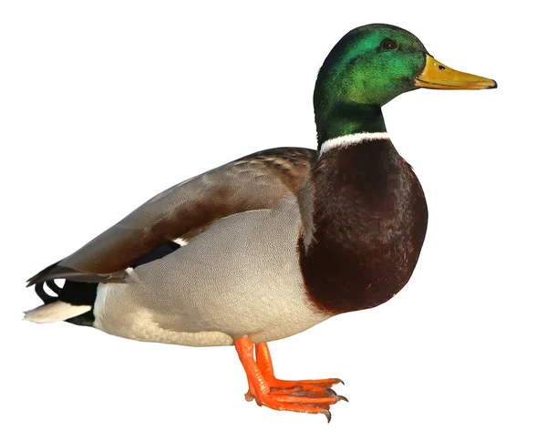 Mallard Duck met uitknippad. Kleurrijke wilde eend drake geïsoleerd op witte achtergrond Stockfoto