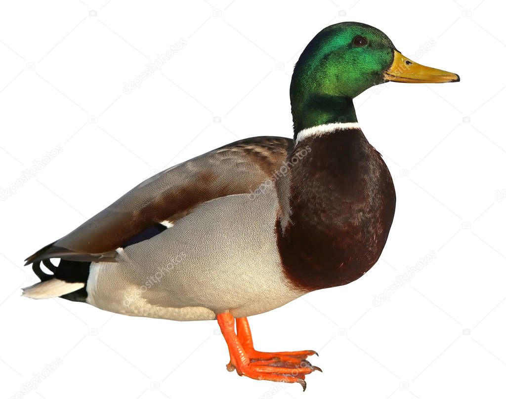 Mallard Duck with clipping path. Colourful wild duck drake isolated on white background