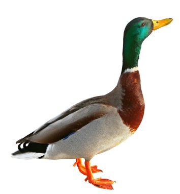 Kırpma yolu ile yeşilbaş ördek. Beyaz arka plan üzerinde izole renkli yaban ördeği drake