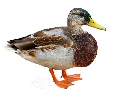 Kırpma yolu ile yeşilbaş ördek. Beyaz arka plan üzerinde izole renkli yaban ördeği drake