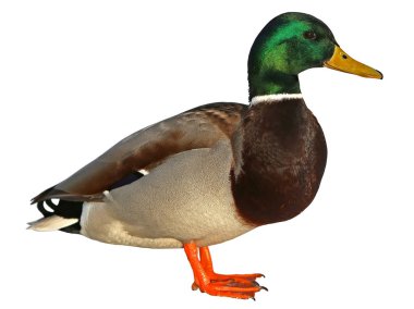 Kırpma yolu ile yeşilbaş ördek. Beyaz arka plan üzerinde izole renkli yaban ördeği drake