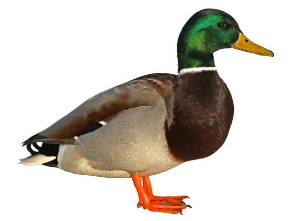 Kırpma yolu ile yeşilbaş ördek. Beyaz arka plan üzerinde izole renkli yaban ördeği drake