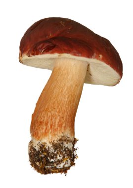 Boletus edulis beyaz arka plan üzerinde izole. Yakından kapatın. Mantar