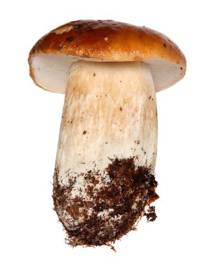 Boletus edulis beyaz arka plan üzerinde izole. Yakından kapatın. Mantar