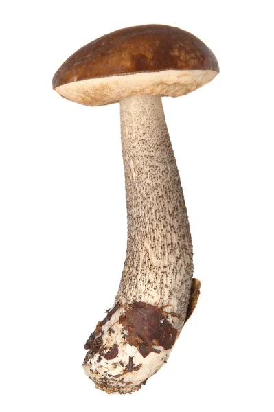 牛肝菌。森林蘑菇上孤立的白色背景. — 图库照片