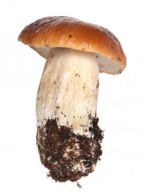Boletus edulis beyaz arka plan üzerinde izole. Yakından kapatın. Mantar