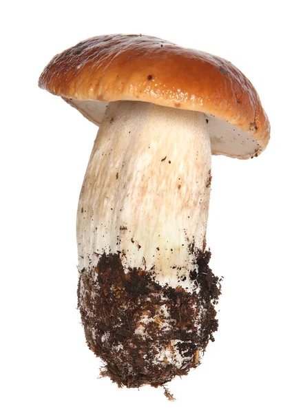 在白色背景上孤立的 Boletus edulis。特写蘑菇 — 图库照片