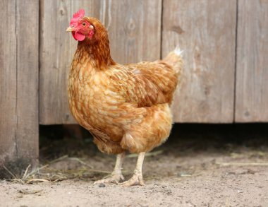 Kahverengi tavuk çiftlik avlusunda yiyecek arıyor. Tavuklar. Serbest Penis ve Tavuklar