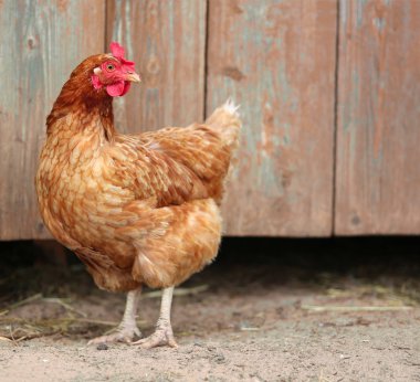 Kahverengi tavuk çiftlik avlusunda yiyecek arıyor. Tavuklar. Serbest Penis ve Tavuklar
