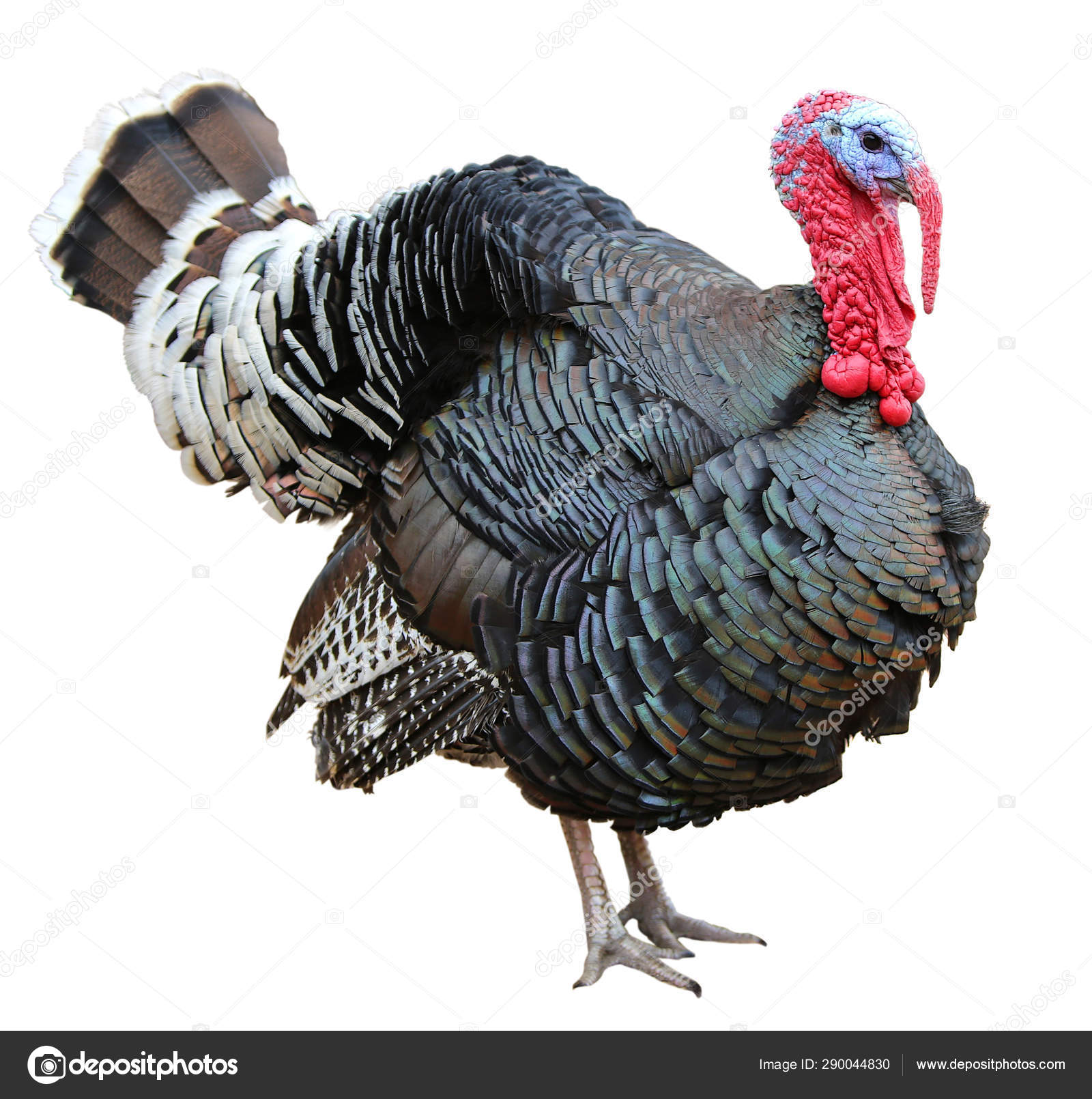 Colorful turkey isolated on the white background Stock Photo by ©NatalyaA 290044830