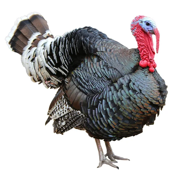 Beyaz arka planda izole edilmiş renkli hindi.