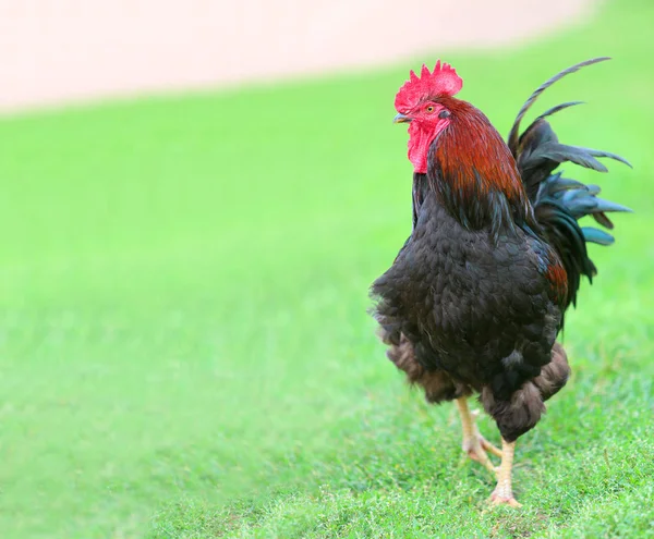 Colorful Rooster and Chickens. Free Range Cock and Hens — Stock Photo, Image