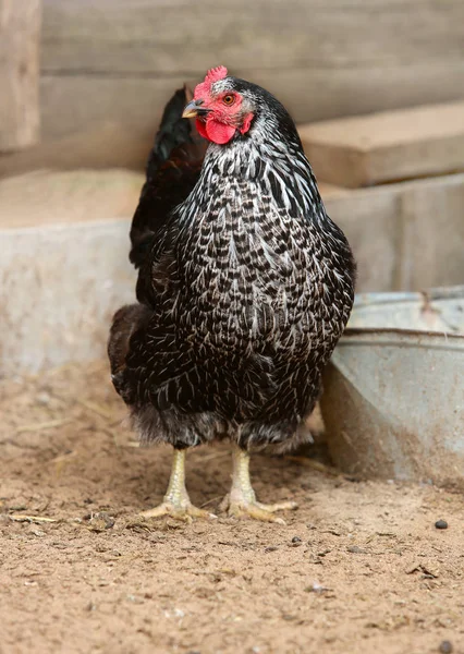 암탉은 농장 마당에서 먹이를 찾고 있습니다. 닭이야. 공짜 사향소와 암탉 — 스톡 사진