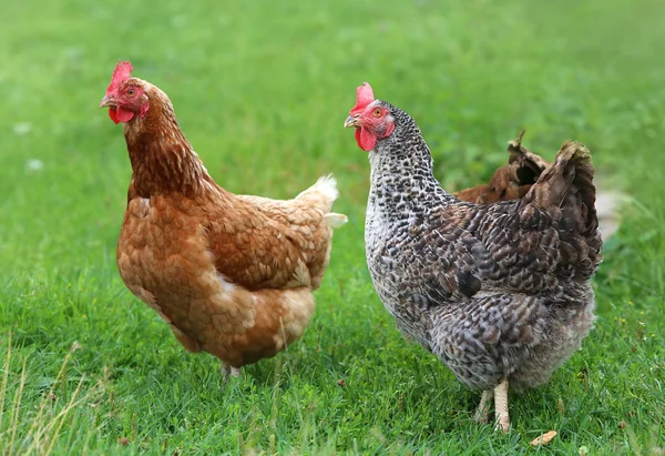 Bruine kip op zoek naar voedsel in de boerderij. Kippen. Vrije uitloop haan en hennen — Stockfoto