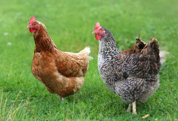 Barna tyúk élelmet keres a farmon. Csirkék. Szabad tartású kakas és tyúk Stock Kép