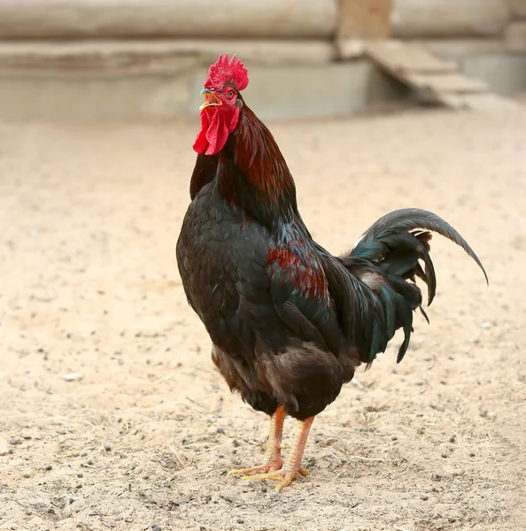 Colorful Rooster crows and Chickens in the farm. Free Range Cock and Hens — Stock Photo, Image