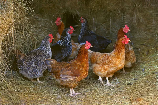 Bruine kip op zoek naar voedsel in de boerderij. Kippen. Vrije uitloop haan en hennen — Stockfoto