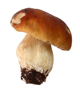 Boletus edulis beyaz arka plan üzerinde izole. Yakından kapatın. Mantar