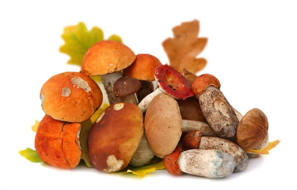 Selección de setas silvestres forrajeadas aisladas sobre fondo blanco, con sombra. Boletus Edulis setas — Foto de Stock