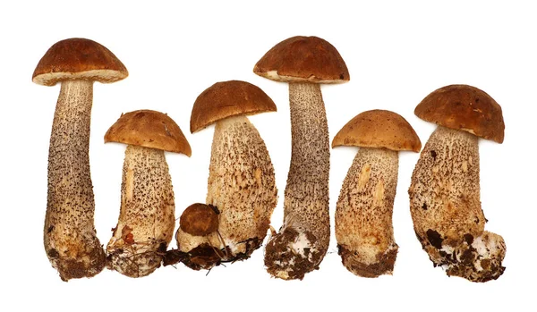 Selección de setas silvestres forrajeadas aisladas sobre fondo blanco, con sombra. Boletus Edulis setas —  Fotos de Stock