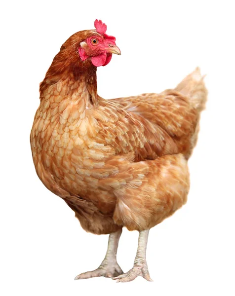 Gallina bruna isolata su uno sfondo bianco . — Foto Stock