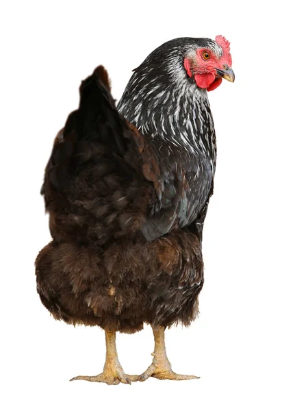 Black hen isolated on a white background. — Stock Photo, Image