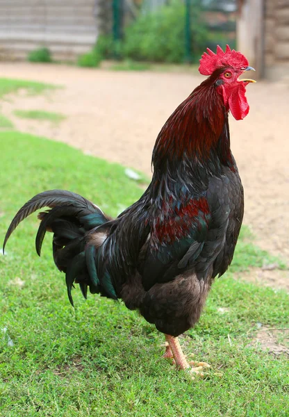 Színes Rooster varjak és a csirkék a gazdaságban. Ingyenes Range kakas és tyúkok Stock Fotó