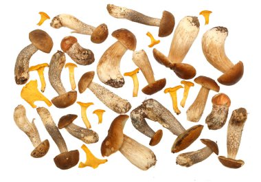 Boletus edulis beyaz arka plan üzerinde izole. Yakından kapatın. Mantar