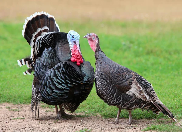Gobbler. Male and female Turkeys on farm, a couple of home birds, youre shooting outdoors. — Stock Photo, Image