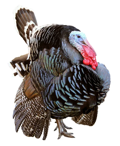 Colorful turkey isolated on the white background Stock Picture