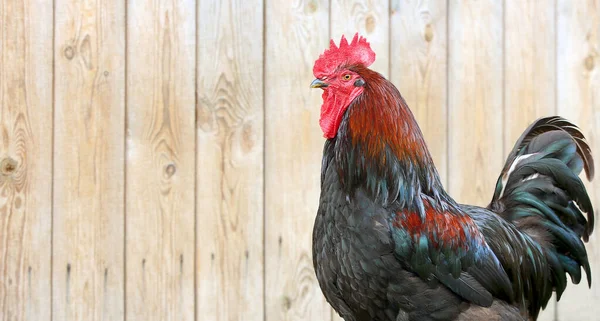 Colorful Rooster crows and Chickens in the farm. Free Range Cock and Hens