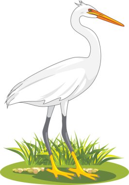 Çim beyaz balıkçıl