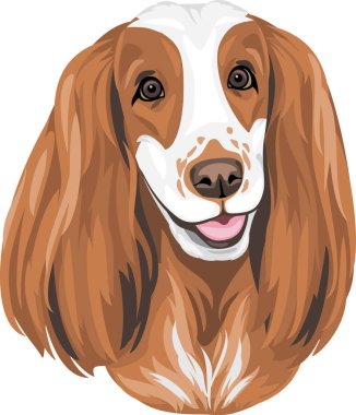 İngiliz cocker spaniel portresi