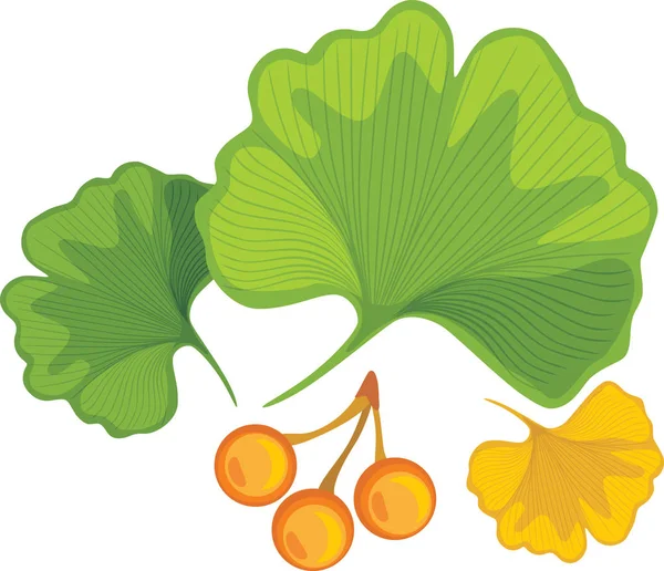 Drei Ginkgo Biloba Blätter Mit Nüssen — Stockvektor
