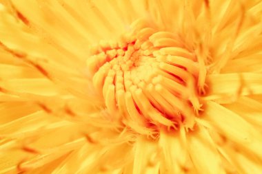 Karahindiba çiçek yakın çekim. Sarı bir çiçek merkezi.