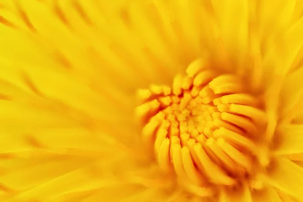 Dandelion Flower Close Center Yellow Flower — Stock Photo, Image