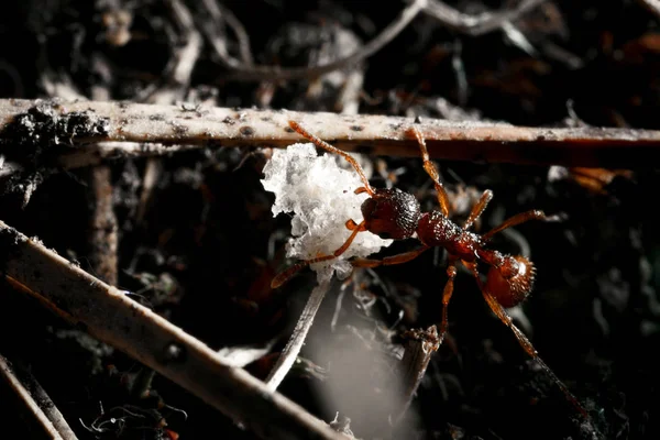 蟻は地面にクローズ アップ アリはアリ塚に食品をドラッグします — ストック写真