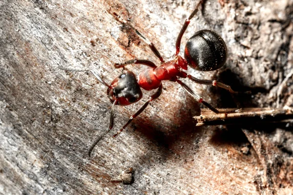 Yerde Karınca Yakın Çekim — Stok fotoğraf