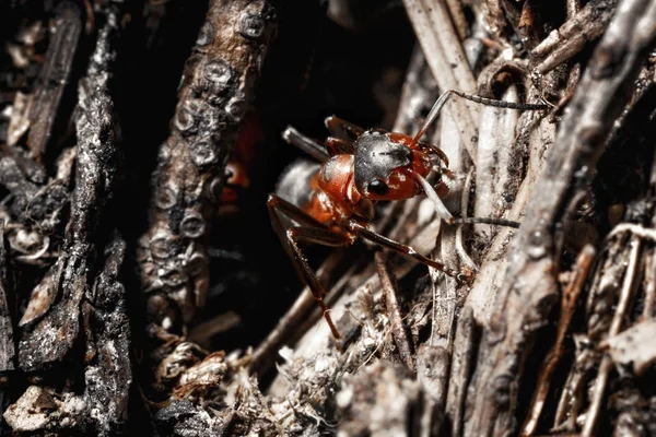 Mrówka Ziemi Bliska — Zdjęcie stockowe