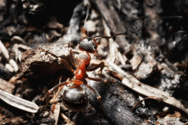 地面に Ant をクローズ アップ — ストック写真